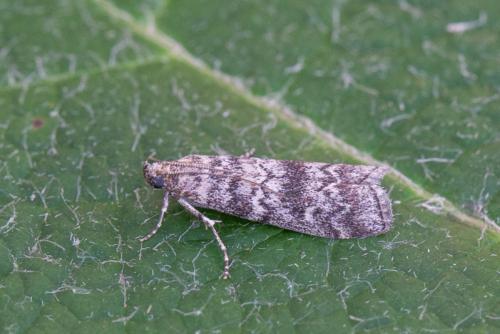 Réf. 243 139 : Dioryctria sp.